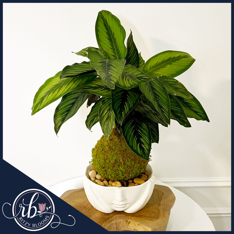 Calathea Kokedama prayer plant with patterned green leaves, handcrafted by Ritzy Blooms in Fort Lauderdale
