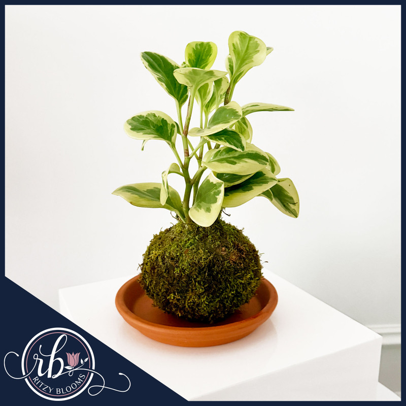 Handcrafted Variegated Baby Rubber Plant Kokedama Moss Ball with cream and green foliage displayed on a terracotta saucer by Ritzy Blooms in Fort Lauderdale, Florida.
