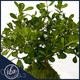 Handcrafted Dwarf Clusia kokedama arrangement by Ritzy Blooms