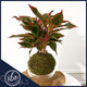 Aglaonema Siam Aurora kokedama plant with red and green foliage, styled in a moss ball on a wood base, handcrafted by Ritzy Blooms in Fort Lauderdale.