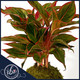 Aglaonema Siam Aurora kokedama plant with red and green foliage, styled in a moss ball on a wood base, handcrafted by Ritzy Blooms in Fort Lauderdale.