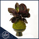 Calathea Dottie Kokedama in pedestal planter – Fort Lauderdale houseplant delivery by Ritzy Blooms serving Pompano Beach, Plantation, Davie, Sunrise, Coral Springs
