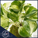 Air purifying Marble Queen pothos plant in kokedama bowl