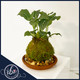 Fittonia Nerve Plant Kokedama with white-veined leaves, handcrafted by Ritzy Blooms in Fort Lauderdale