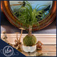 Ponytail Palm Kokedama with cascading green leaves and a bulb-like trunk, displayed in a modern white ceramic face vase with pebbles by Ritzy Blooms in Fort Lauderdale.