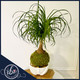 Ponytail Palm Kokedama with cascading green leaves and a bulb-like trunk, displayed in a modern white ceramic face vase with pebbles by Ritzy Blooms in Fort Lauderdale.
