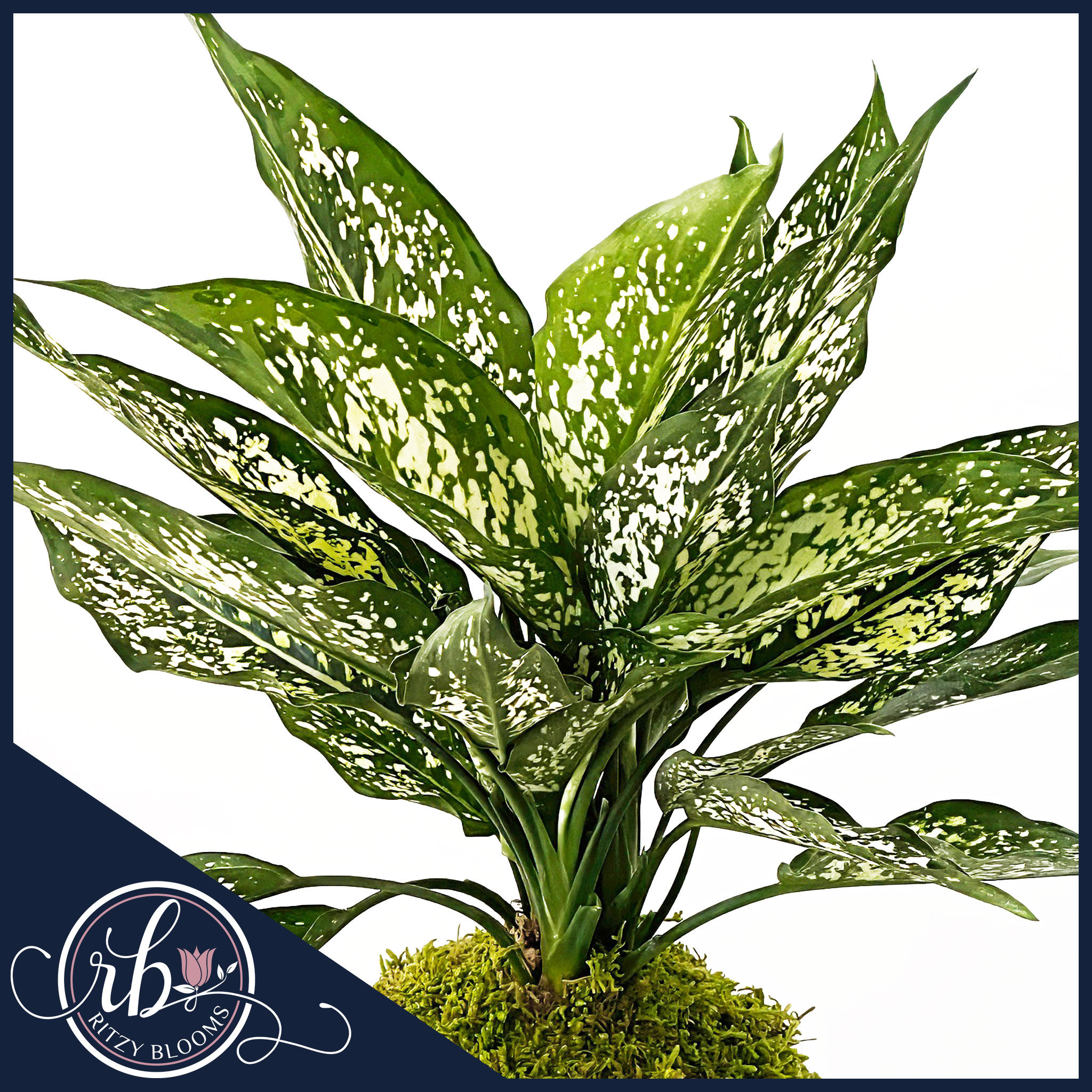 fiddle leaf fig tree seeds Fiddle Leaf Fig – Hey Rooted