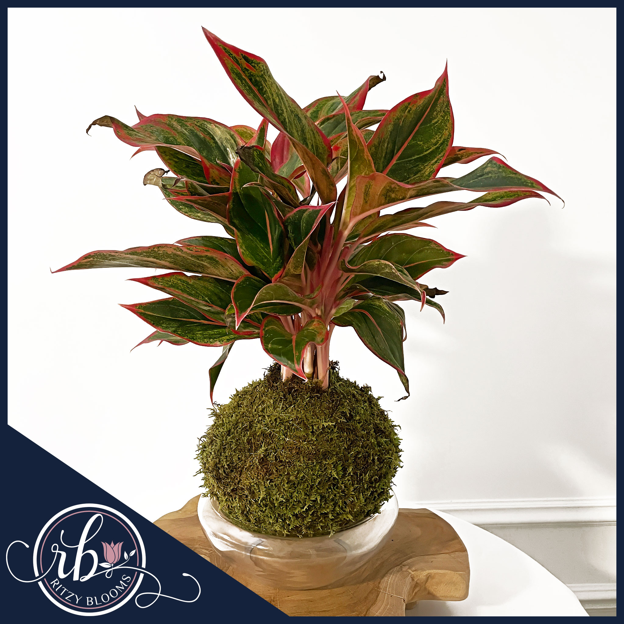 monstera potting mix 100% Organic Monstera Potting Soil Mix  Nutrient Rich, Well-Draining  Living Soil Blend
