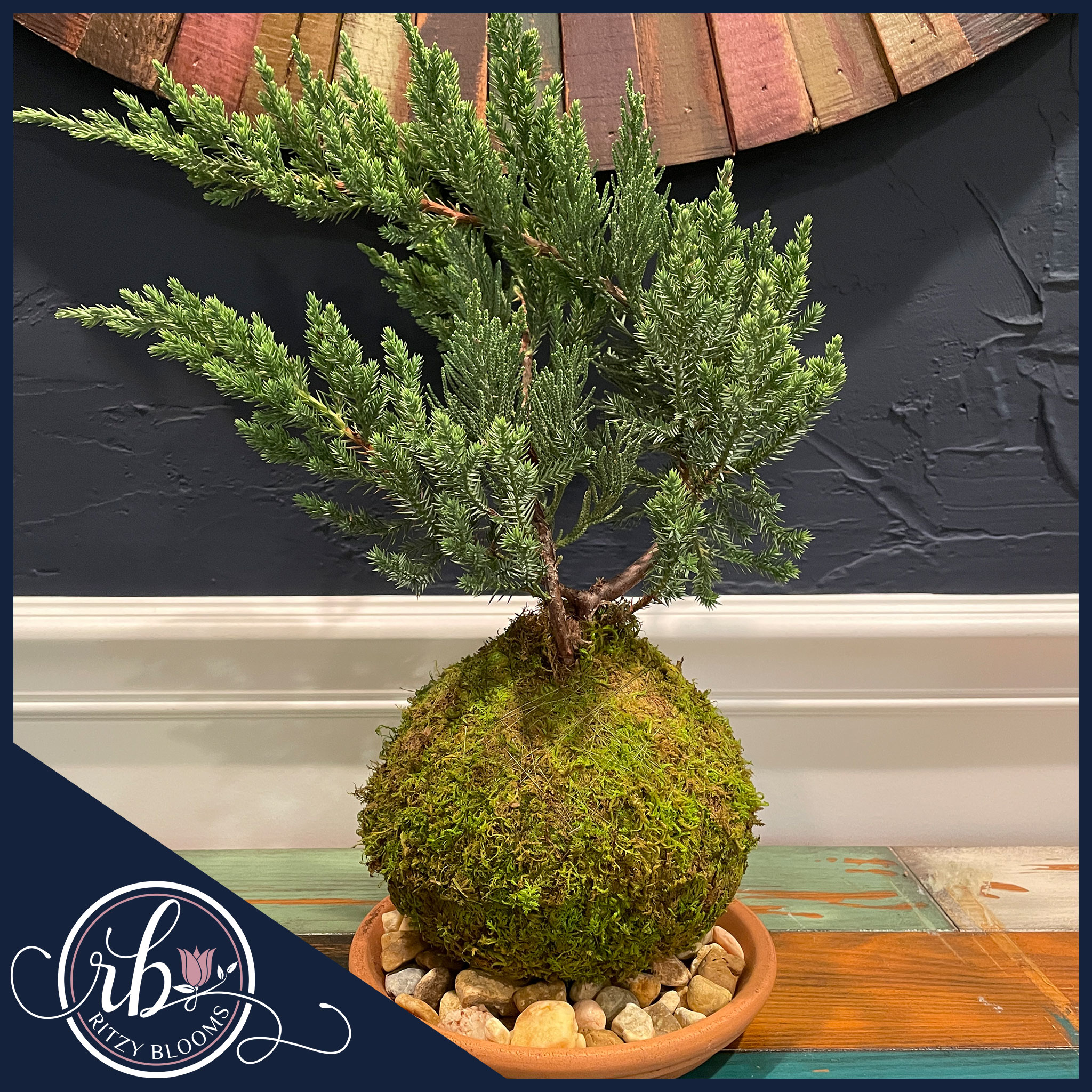 bonsai basteln 3D Puzzle Bonsai Sakura & Kiefern für Kinder & Erwachsene main image 0