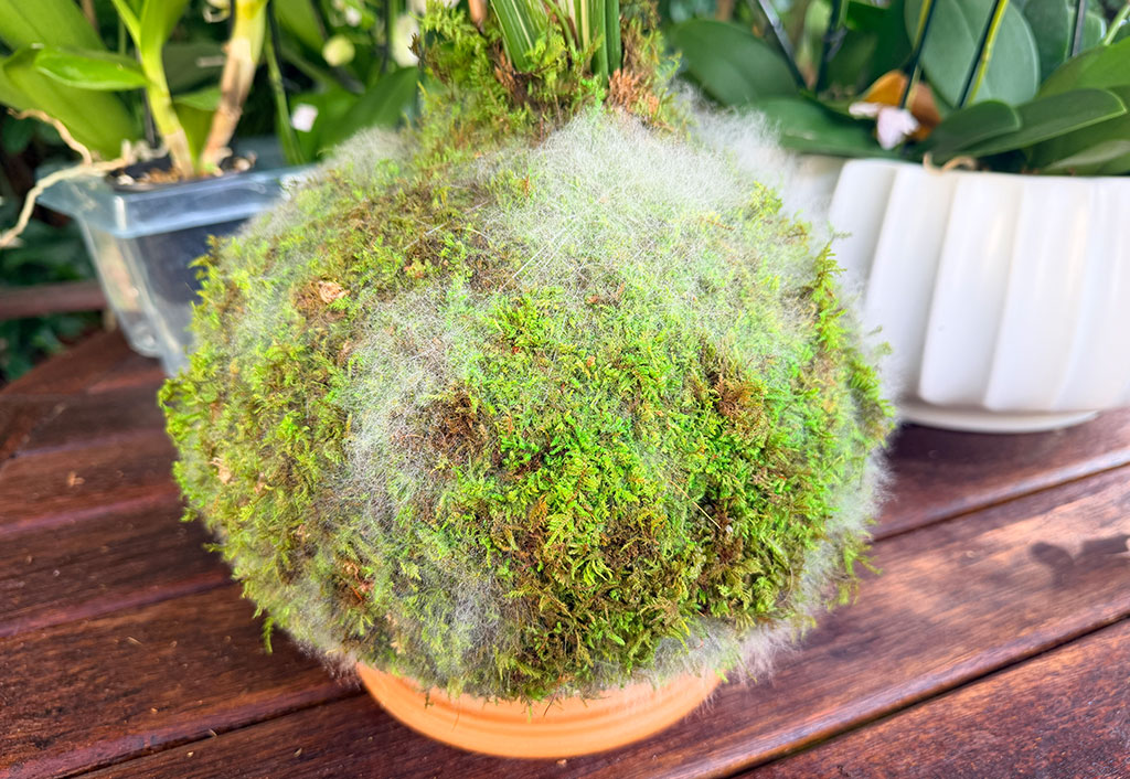 Why Is There White Fuzz on My Kokedama? (And What to Do About It) - Ritzy  Blooms