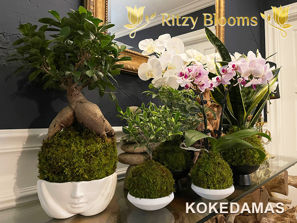 Professional kokedama repotting in Fort Lauderdale. Refresh roots, rebuild with sphagnum moss, and finish with premium preserved moss