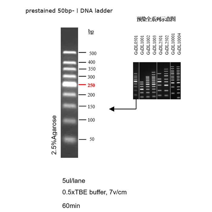 Gelred Prestained Dna Ladder (50 500Bp)