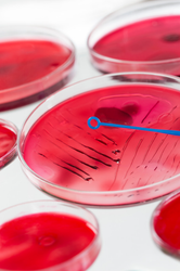 Unveiling the Microscopic: A Dive into Microbiology and Cytology