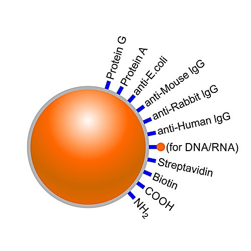 abramag dna magnetic beads, 1ml