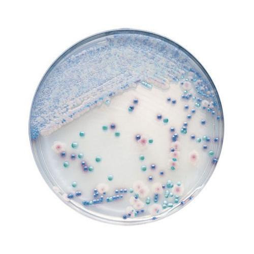 chromagar candida, plate, 90mm