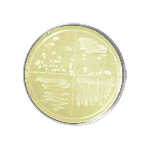 (lb) agar plates, w/ amp100 20 plts