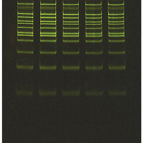 greenglot safe dna dye, 20,000x in water, 500æl