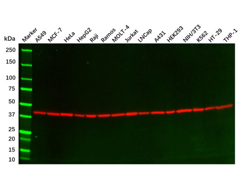 beta actin mouse mab (c09-1103-949)