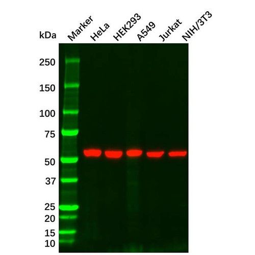 vimentin mouse mab (c09-1103-975)
