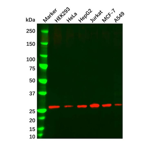 hmgb1 mouse mab (c09-1103-995)