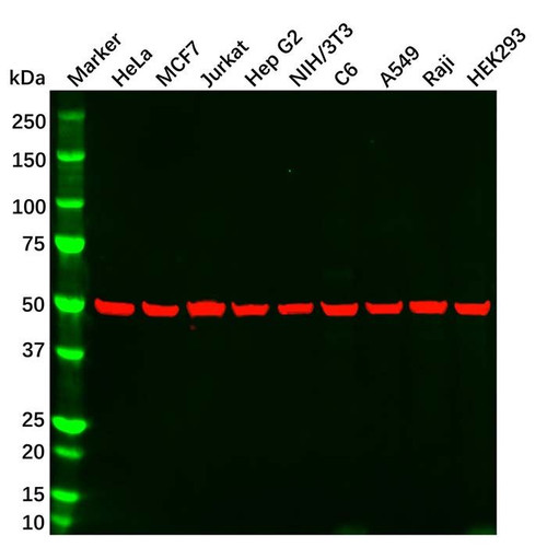 alpha tubulin mouse mab (c09-1104-009)