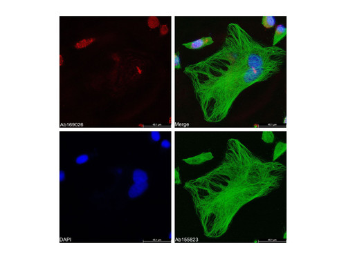 brdu mouse mab (c09-1104-012)