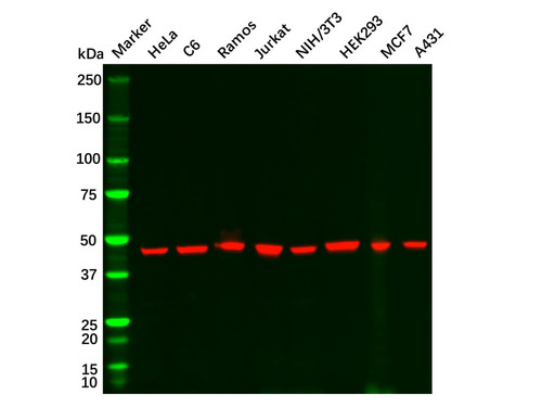 goat anti-rabbit igg h&l (hrp) (c09-1104-140)