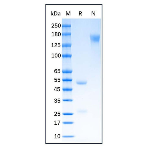 igg/rf adsorbent (c09-1105-310)