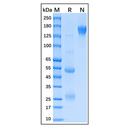 albumin antibody (c09-1105-405)