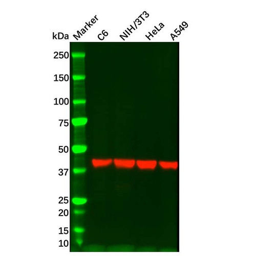 rabbit anti-mouse igg (hrp) (c09-1105-529)