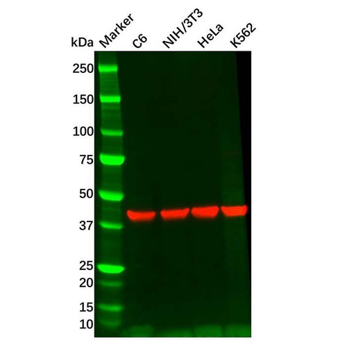 rabbit anti-mouse igg (biotin) (c09-1105-531)