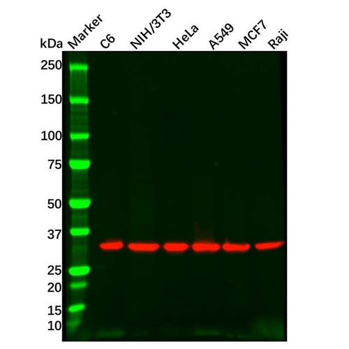 goat anti-rabbit igg h&l (biotin) (c09-1105-534)