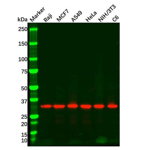 goat anti-rabbit igg h&l (hrp) (c09-1105-535)