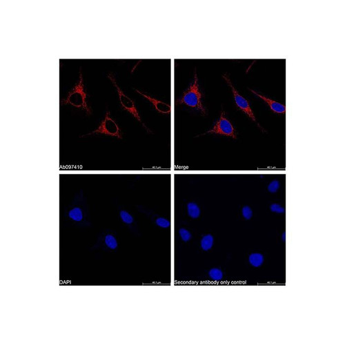 goat anti-rabbit igg h&l (apc) (c09-1105-537)