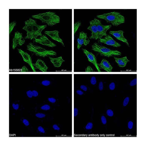 goat anti-mouse igg h&l (biotin) (c09-1105-873)