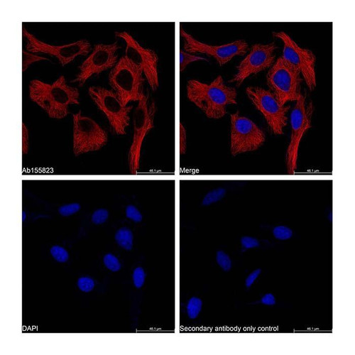 goat anti-mouse igg h&l (tritc) (c09-1105-880)