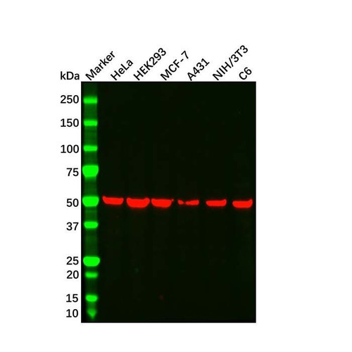 beta tubulin mouse mab (c09-1106-047)