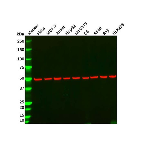 alpha tubulin mouse mab (c09-1106-068)