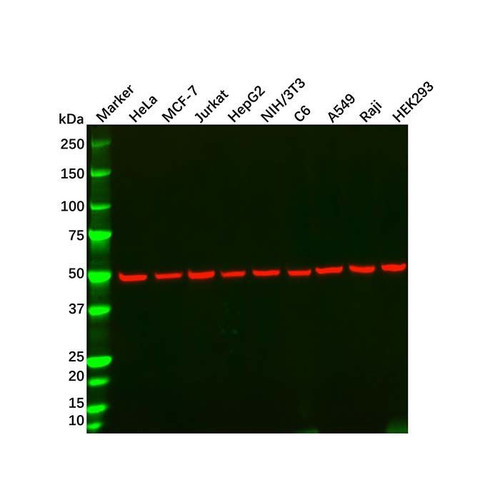 alpha tubulin mouse mab (c09-1106-069)