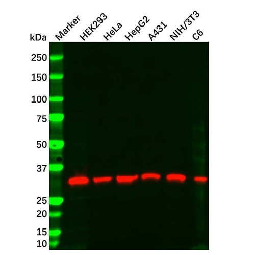 pcna mouse mab (c09-1106-107)