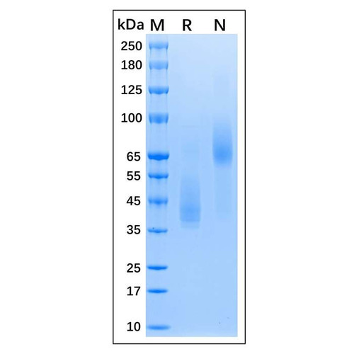 recombinant mpxv e8l protein (c09-1186-065)