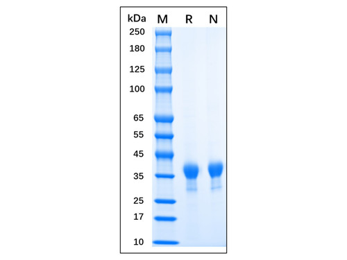 recombinant mpxv h3l protein (c09-1186-068)