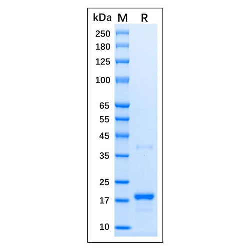 recombinant human p21 protein (c09-1186-163)