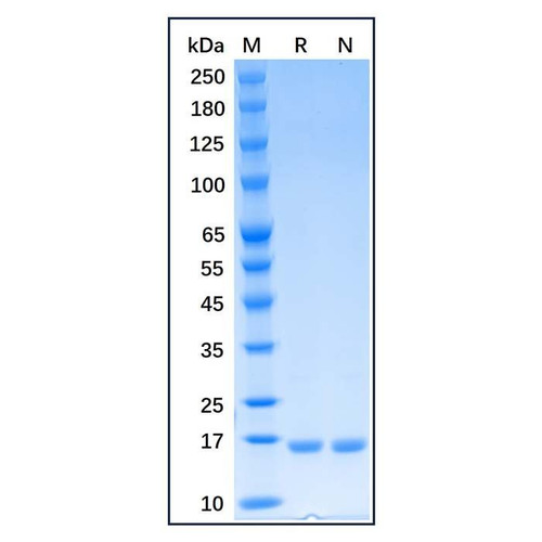 recombinant human cd40 ligand/tnfsf5 protein (c09-1186-210)