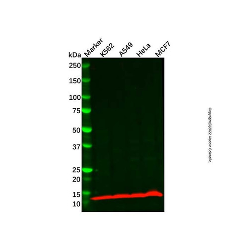 atp6v1f antibody (c09-1573-823)