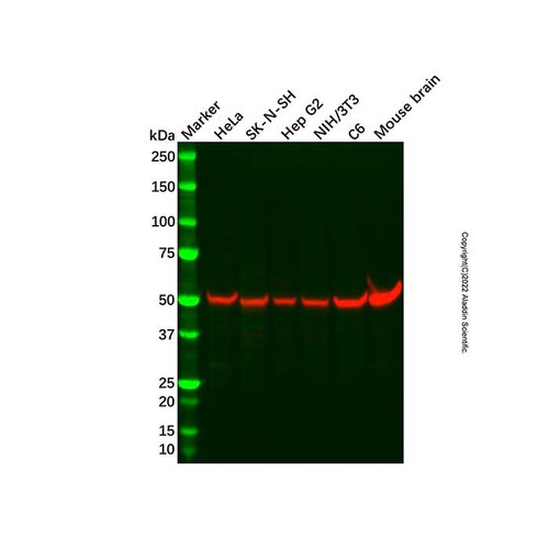 beta iii tubulin mouse mab (c09-1573-832)