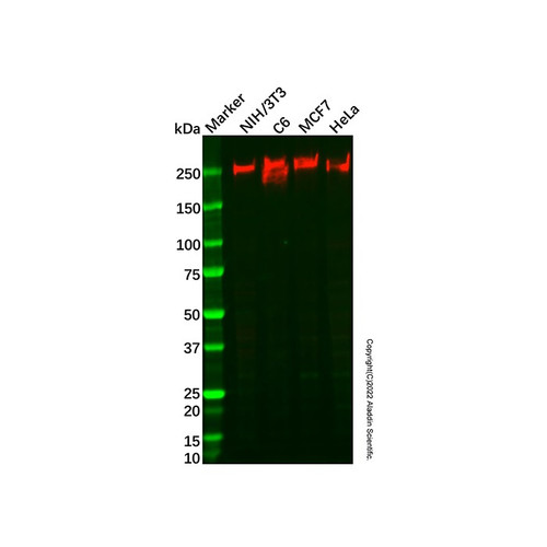 recombinant numa antibody (c09-1574-091)