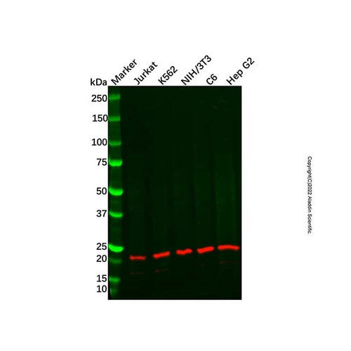recombinant ube2b antibody (c09-1574-253)