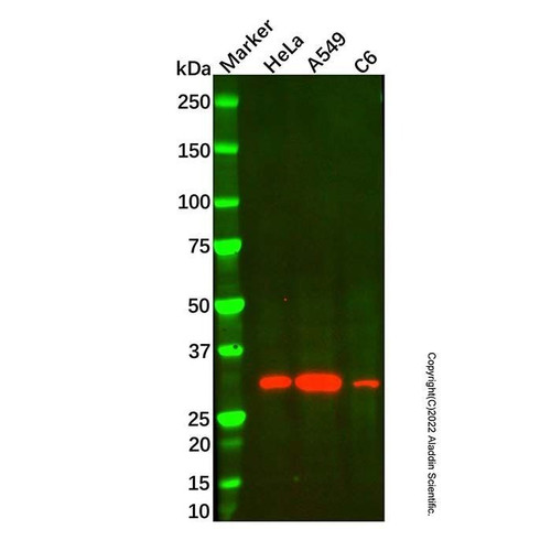 ho-1 mouse mab (c09-1577-467)