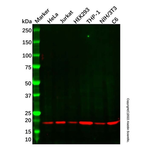 arpc4 antibody (c09-1610-408)